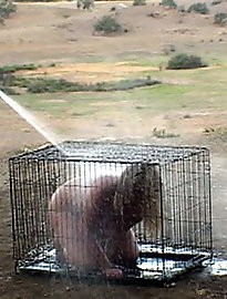 Huren des Monats November